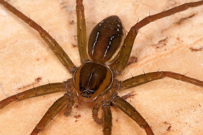 Dolomedes_instabilis_D7975_Z_89_North Stradbroke island_Australie.jpg